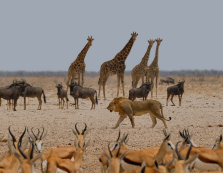 https://www.ceno-travel.com/cache/image/202306271514540.Namibia.jpg