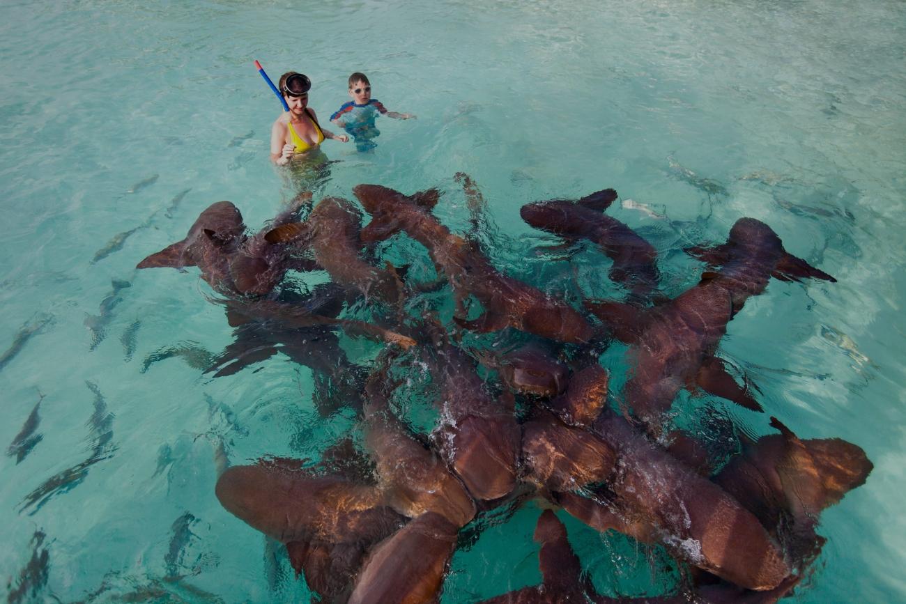 Zwemmen haaien Malediven