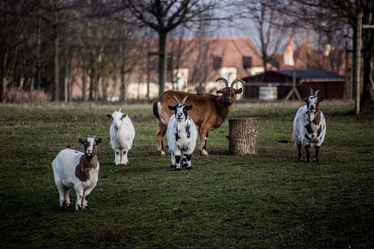 Campanile kinderboerderij