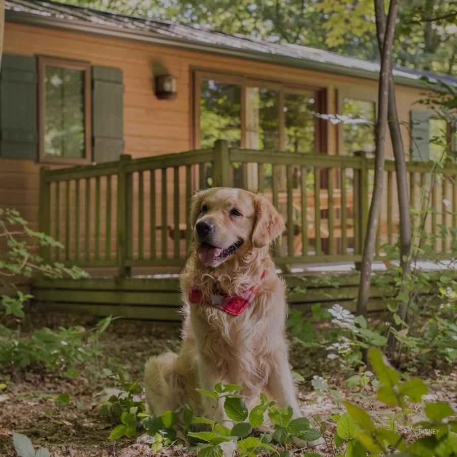 Hond bij blokhut Disney Davy Crockett Ranch