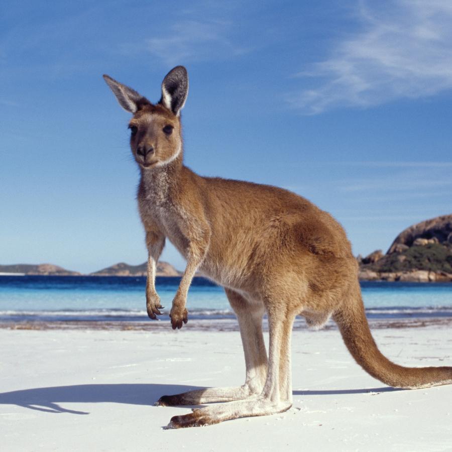 Känguru in Australien