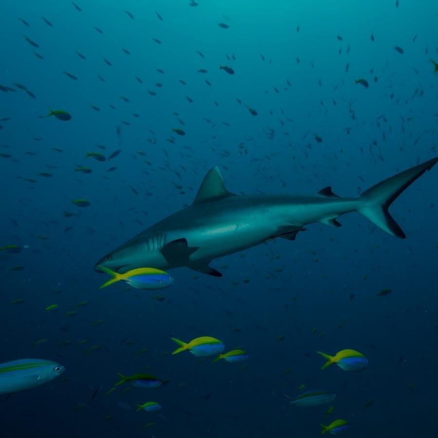 Unterwasserwelt mit Hai